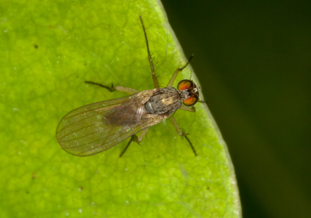   Dolichopodidae