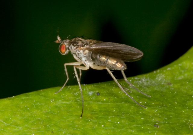  Dolichopodidae