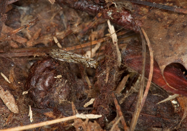 Limonia (Discobola) annulata Limoniidae