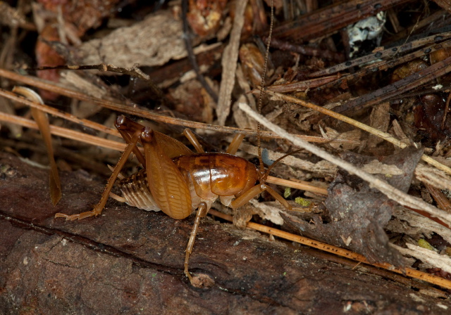 Ceuthophilus maculatus? Rhaphidophoridae