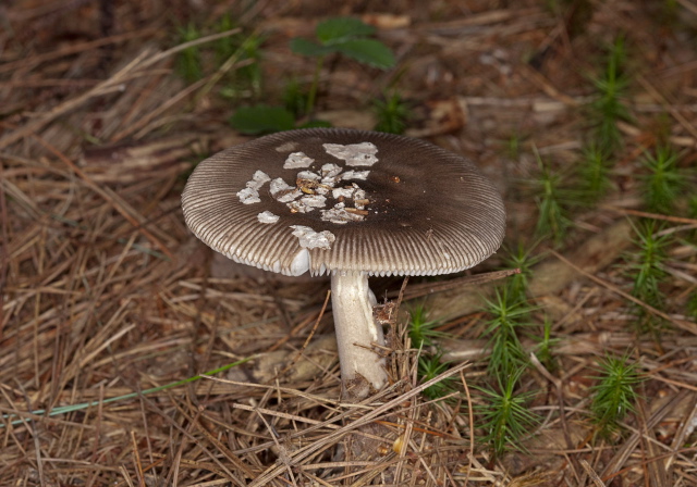 Amanita brunnescens? Pluteaceae