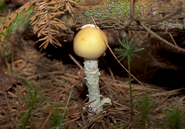   Pluteaceae