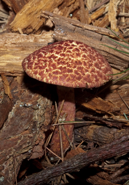 Suillus pictus? Suillaceae?