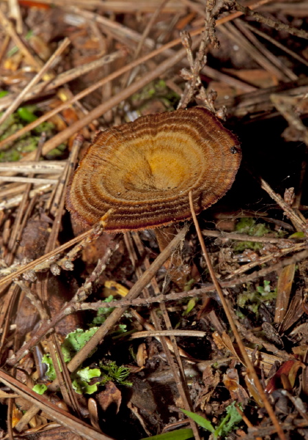 Coltricia cinnamomea Hymenochaetaceae