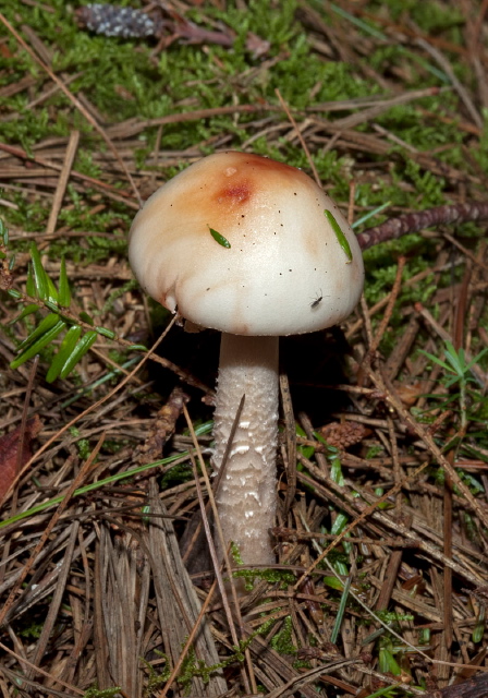   Pluteaceae