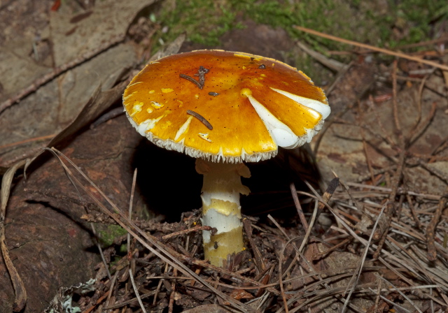   Pluteaceae