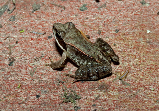 Rana sylvatica Ranidae
