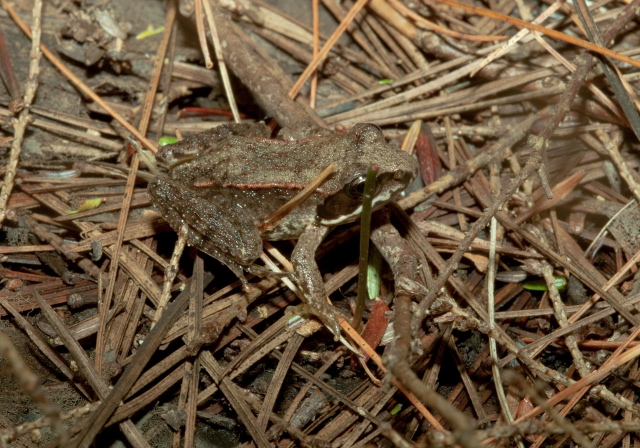 Rana sylvatica Ranidae