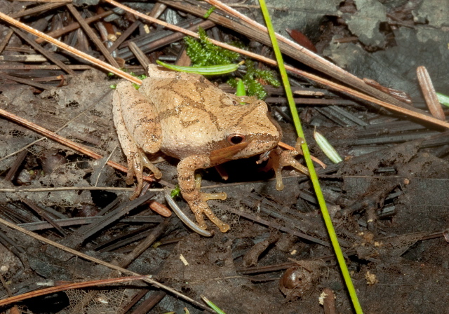 Hyla versicolor? Hylinae