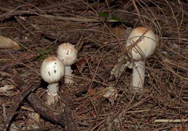 Amanita sp.? Pluteaceae