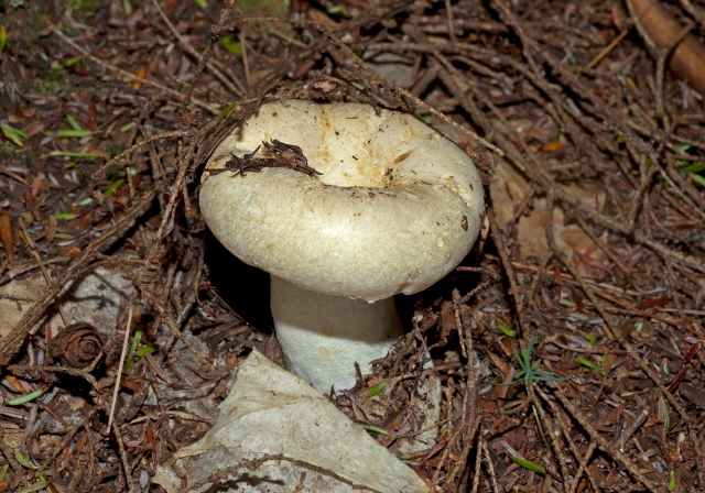 Lactarius subvellereus? Russulaceae?