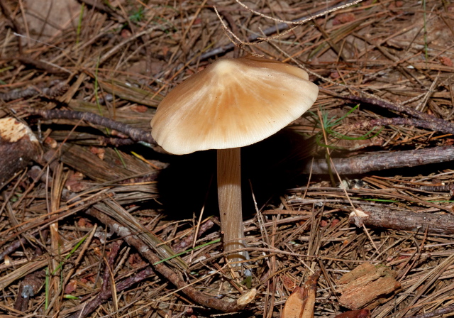 Entoloma strictius? Entolomataceae