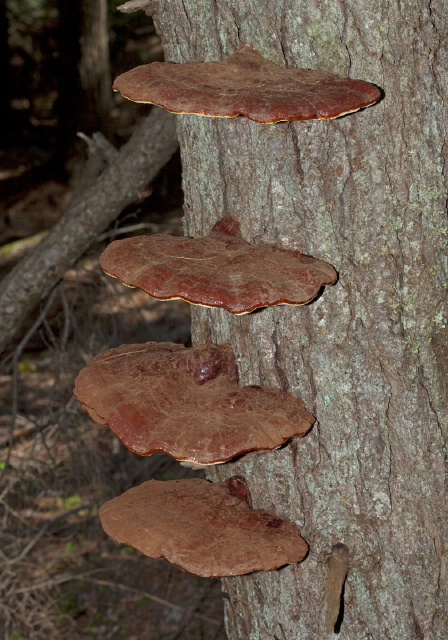 Ganoderma tsugae? Ganodermataceae
