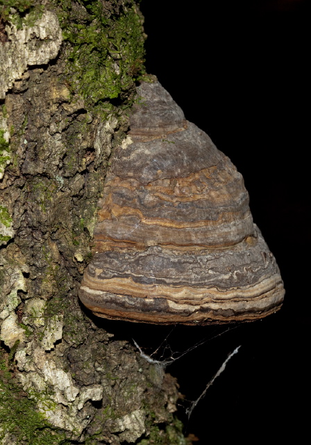 Fomes fomentarius Polyporaceae