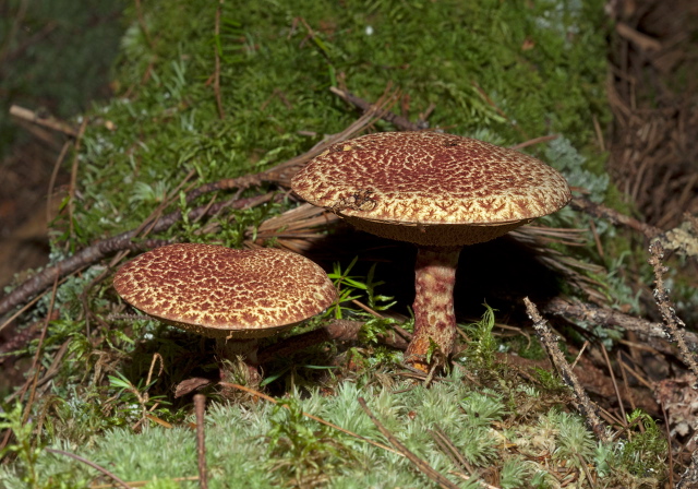 Suillus pictus? Suillaceae?