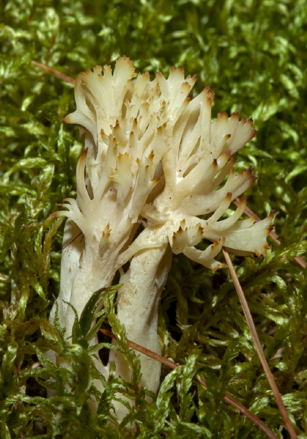 Clavulina cristata Clavariaceae