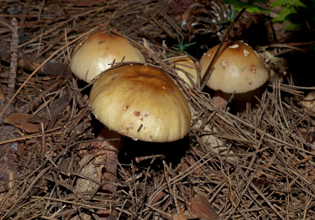  Pluteaceae