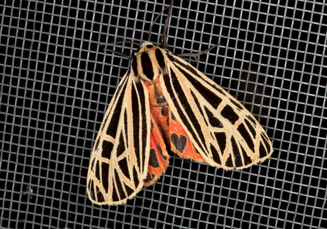 Grammia virgo? Erebidae