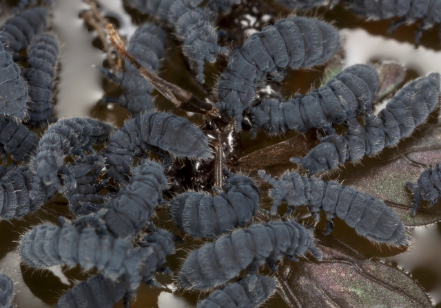 Anurida maritima Neanuridae