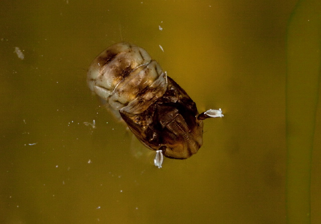   Culicidae