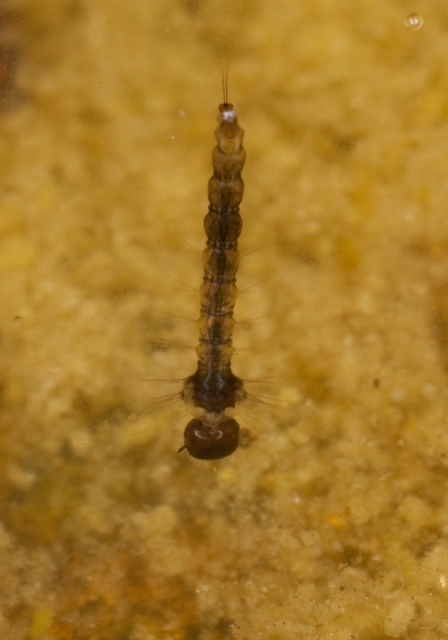   Culicidae
