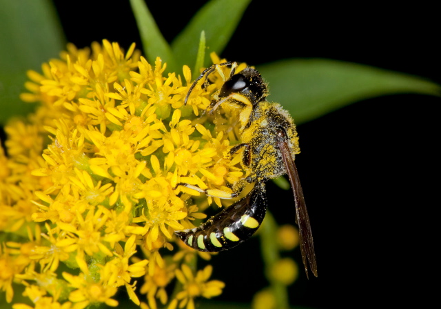 Ectemnius maculosus Crabronidae