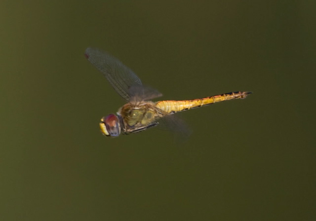 Pantala flavescens Libellulidae