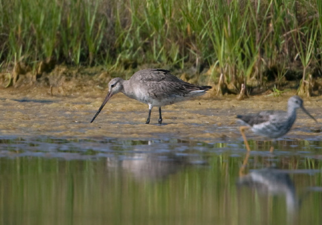 Limosa haemastica Scolopacidae