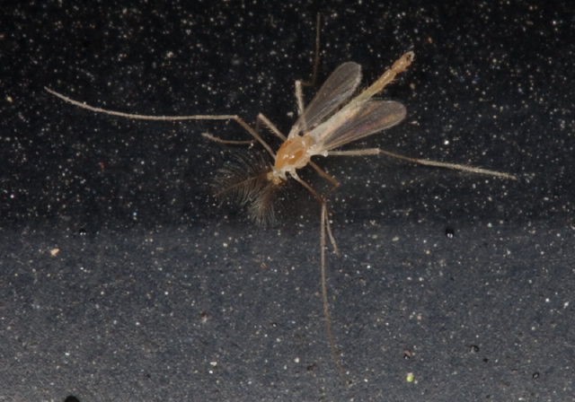   Chironomidae