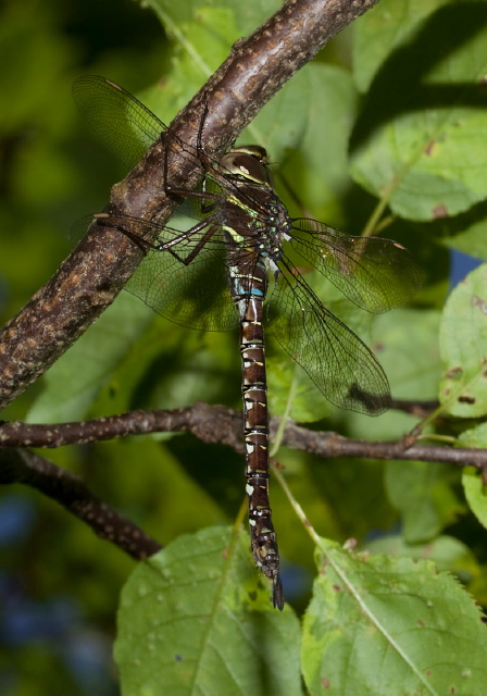 Aeshna umbrosa Aeshnidae