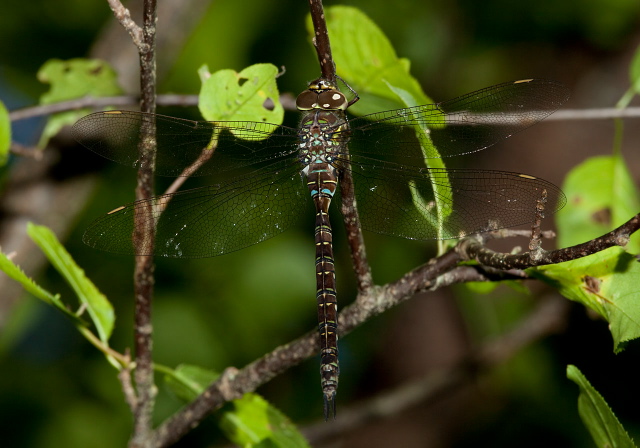 Aeshna umbrosa Aeshnidae