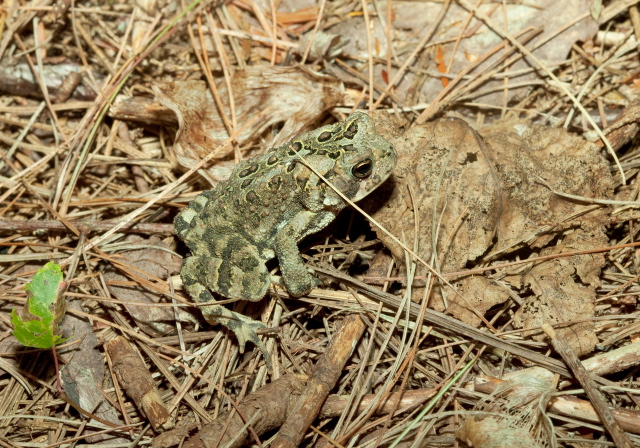 Bufo americanus Bufonidae