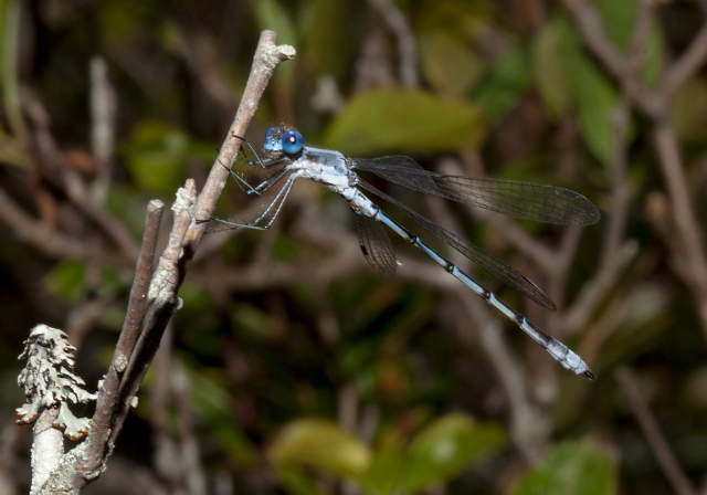 Lestes forcipatus Lestidae