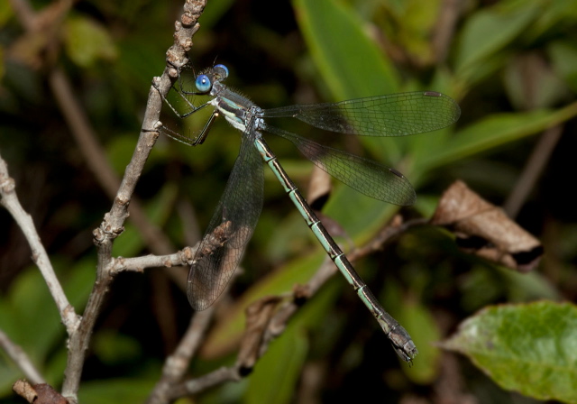 Lestes forcipatus Lestidae