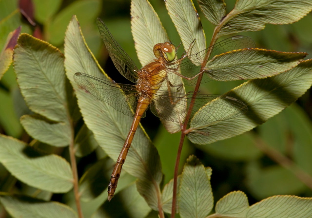 Sympetrum vicinum Libellulidae