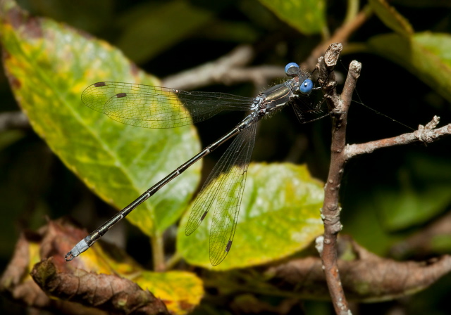 Lestes congener Lestidae