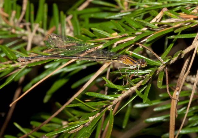 Enallagma civile Coenagrionidae