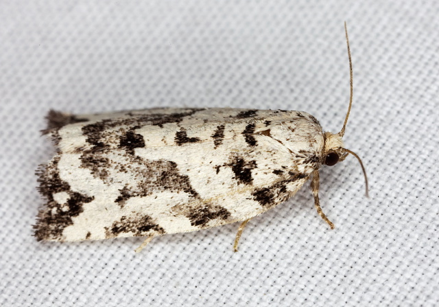Archips dissitana Tortricidae