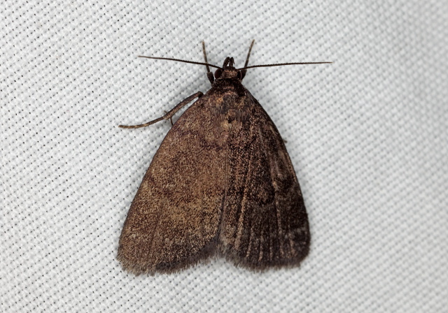 Idia rotundalis Erebidae