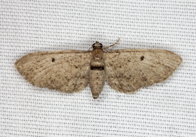 Eupithecia miserulata? Geometridae