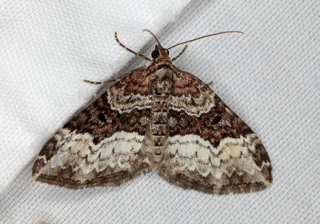 Euphyia intermediata Geometridae