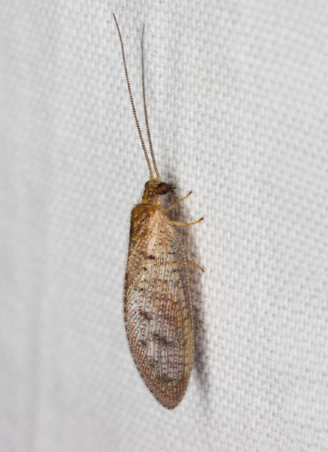Hemerobius stigma Hemerobiidae