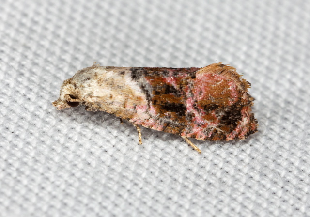 Thyraylia hollandana Tortricidae