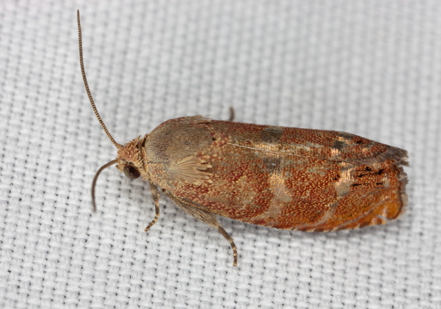 Cydia latiferreana Tortricidae