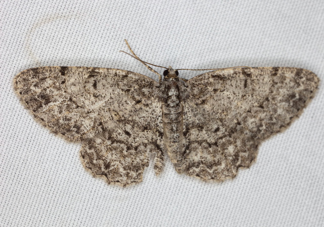 Protoboarmia porcelaria Geometridae