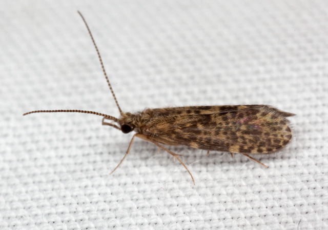   Philopotamidae?