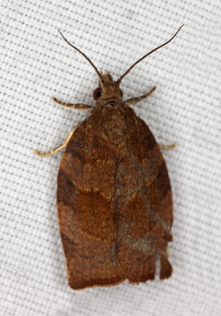   Tortricidae