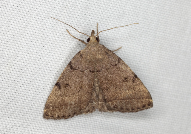 Zanclognatha protumnusalis? Erebidae