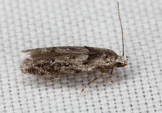Sinoe robiniella? Gelechiidae