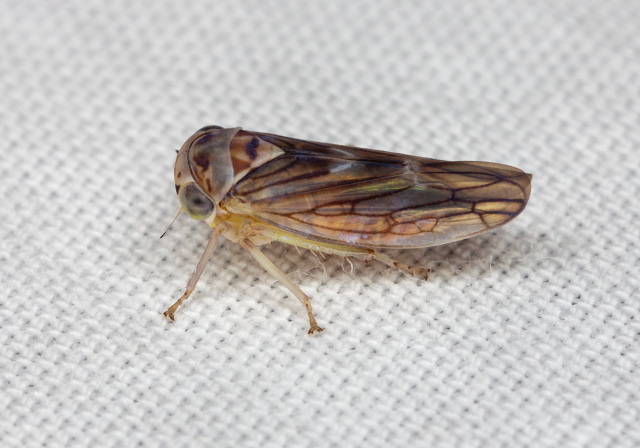Idiocerus lachrymalis? Cicadellidae